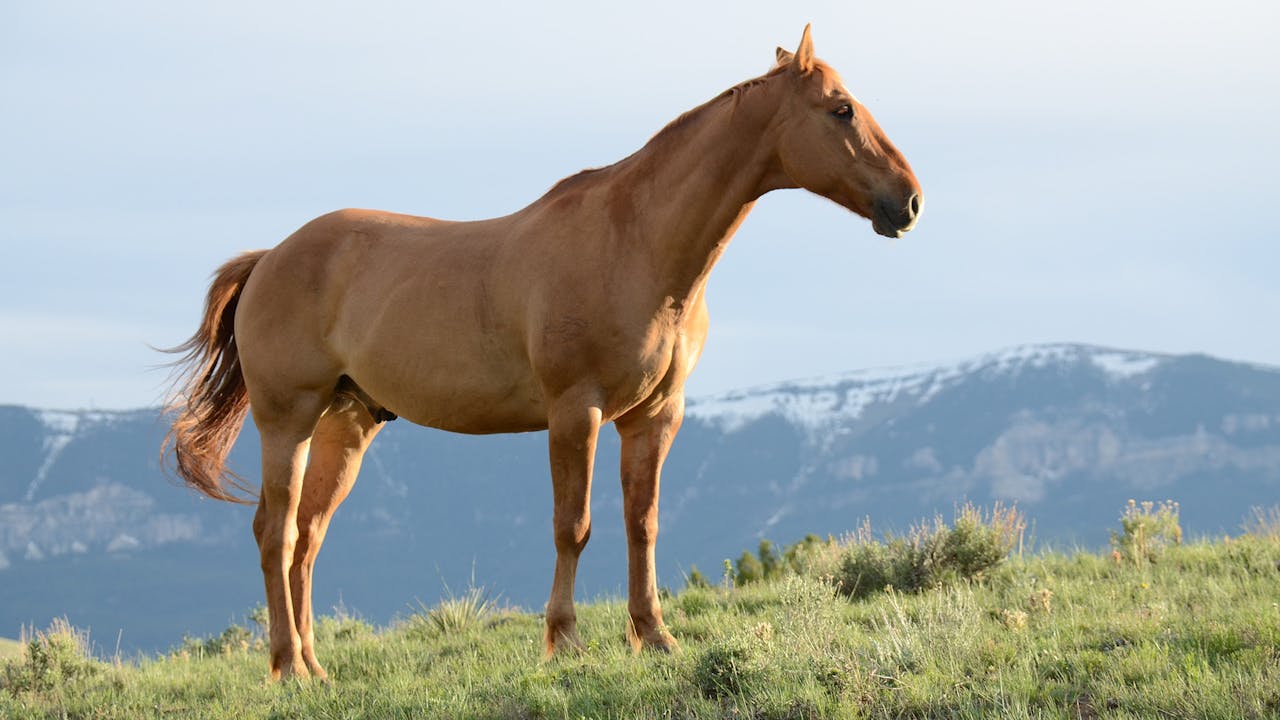 A beautiful brown horse stands in a lush grassy field with mountains in the background.