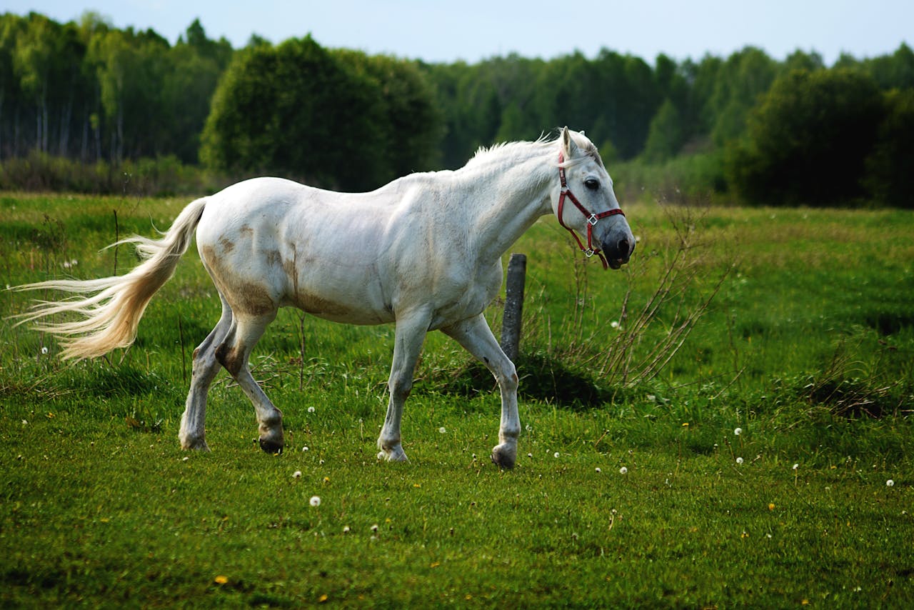A majestic white horse running freely in a lush green countryside pasture.